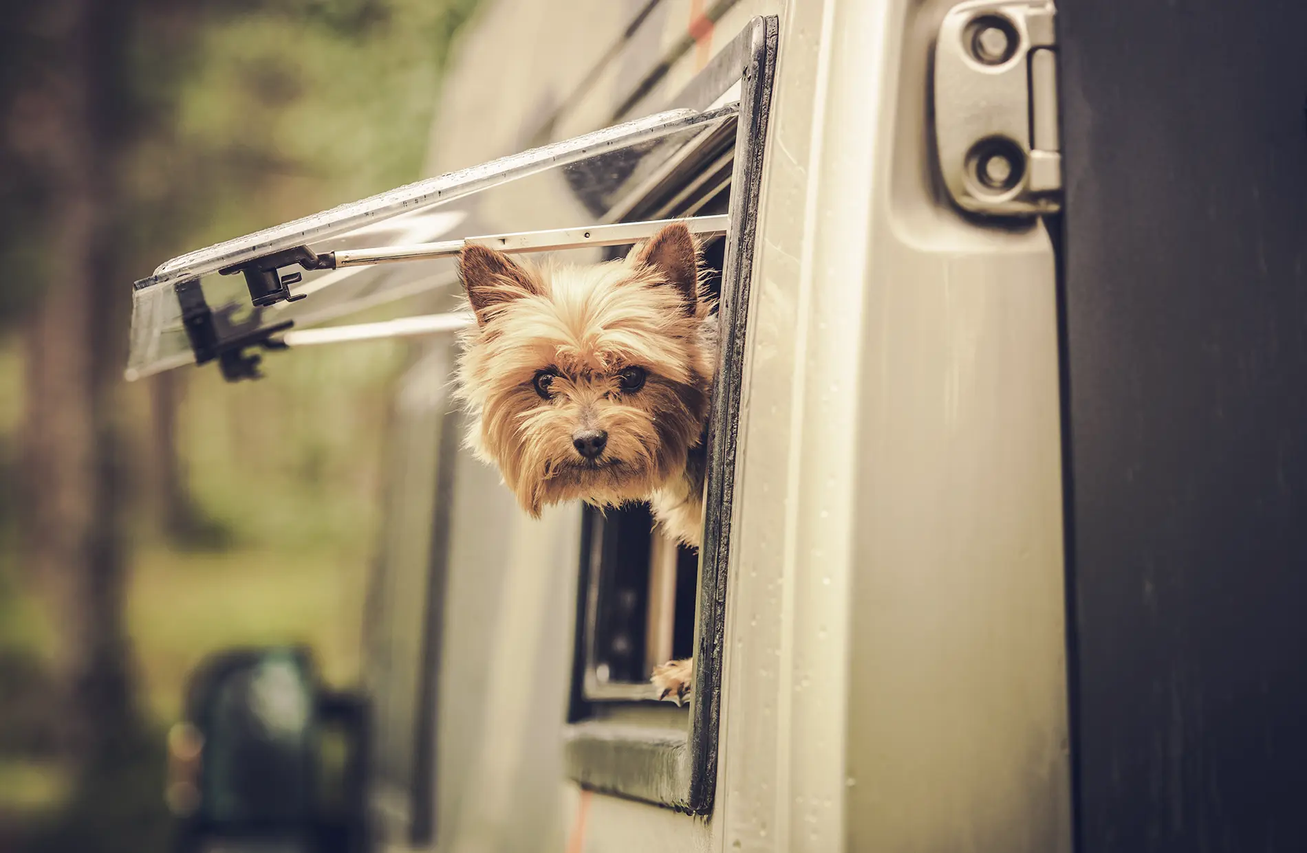 Autocaravana samanthara disfruta de tus vacaciones con perro